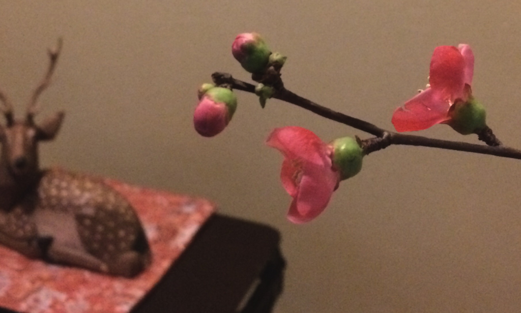 奈良　nara 隠れ家　サロン　三五夜　茶道　茶の湯　お茶　抹茶　煎茶　玉露　木瓜　ぼけ　生け花　いけばな　なげいれ　掛け花　茶会　茶室　JR奈良駅　徒歩　2分　三網田　ほうじ茶　焙じ茶