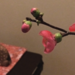奈良　nara 隠れ家　サロン　三五夜　茶道　茶の湯　お茶　抹茶　煎茶　玉露　木瓜　ぼけ　生け花　いけばな　なげいれ　掛け花　茶会　茶室　JR奈良駅　徒歩　2分　三網田　ほうじ茶　焙じ茶