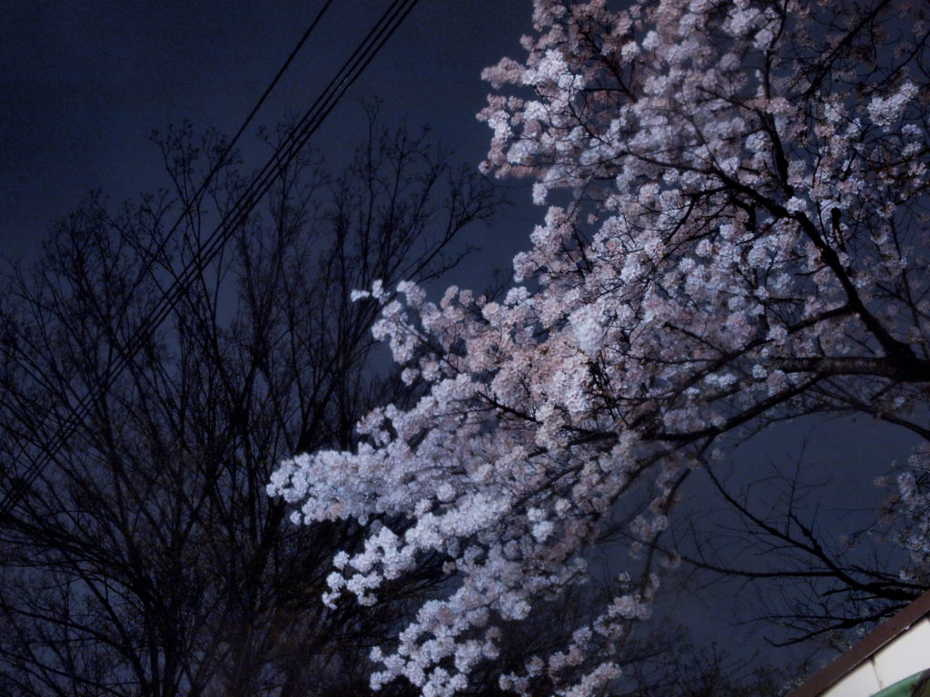 奈良　nara 三五夜　桜　さくら　花見　夜桜　茶道　茶の湯　野点　野立て　抹茶　春　　JR奈良駅　徒歩　2分　三網田　茶道教室　表千家　興福寺　五重塔　夜景　奈良夜景　五十二段　三条通り