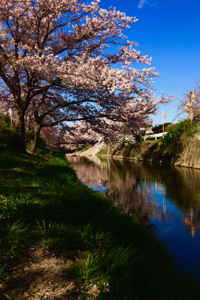 奈良　nara 三五夜　桜　さくら　花見　佐保川　茶道　茶の湯　野点　野立て　抹茶　春　春の小川　JR奈良駅　徒歩　2分　三網田　茶道教室　表千家　茶室　川　