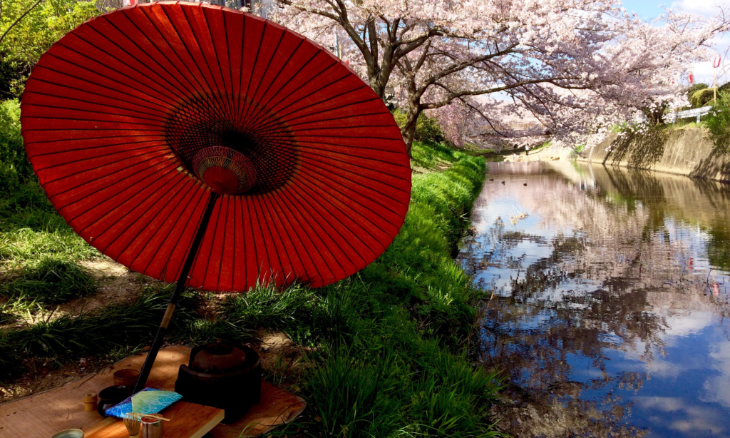 奈良　nara 三五夜　桜　さくら　花見　佐保川　茶道　茶の湯　野点　野立て　抹茶　春　春の小川　JR奈良駅　徒歩　2分　三網田　茶道教室 　表千家 数寄屋袋　石賀直之