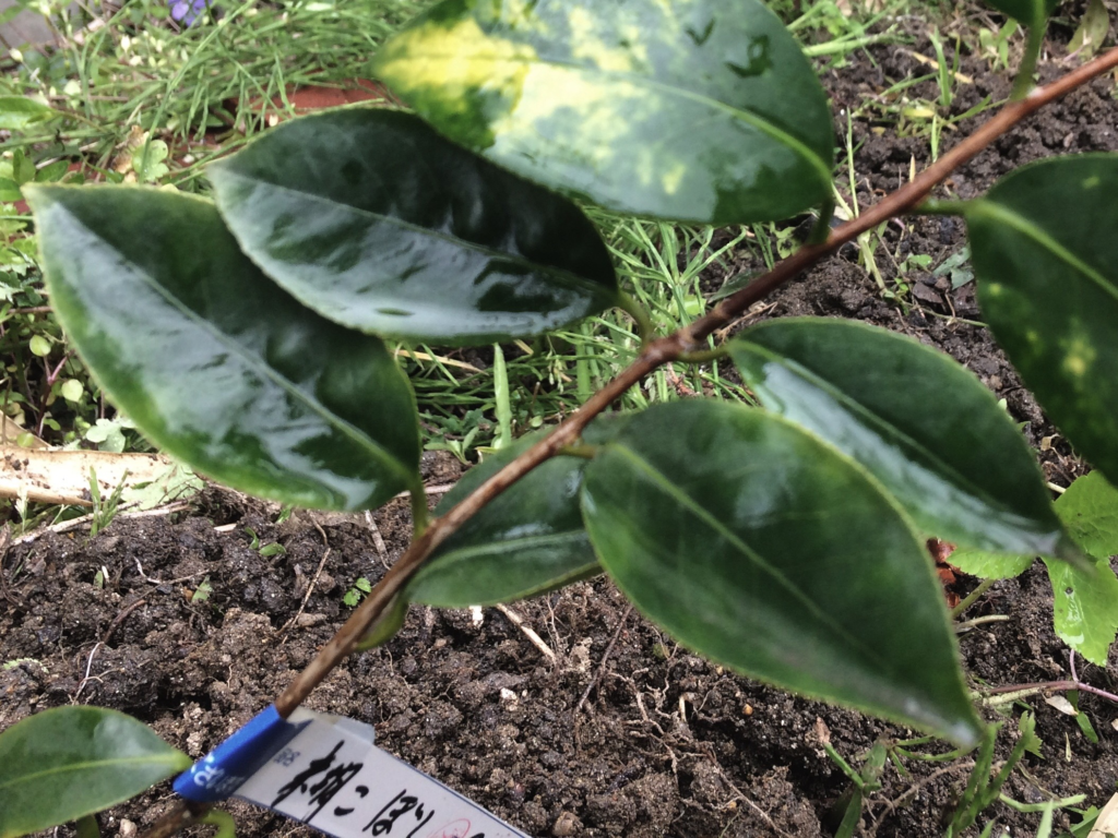 奈良 nara 三五夜 茶道 茶の湯 お茶 煎茶 茶道教室 お稽古 椿 糊こぼし 玉の浦 つばき JR奈良駅 徒歩 2分 三網田