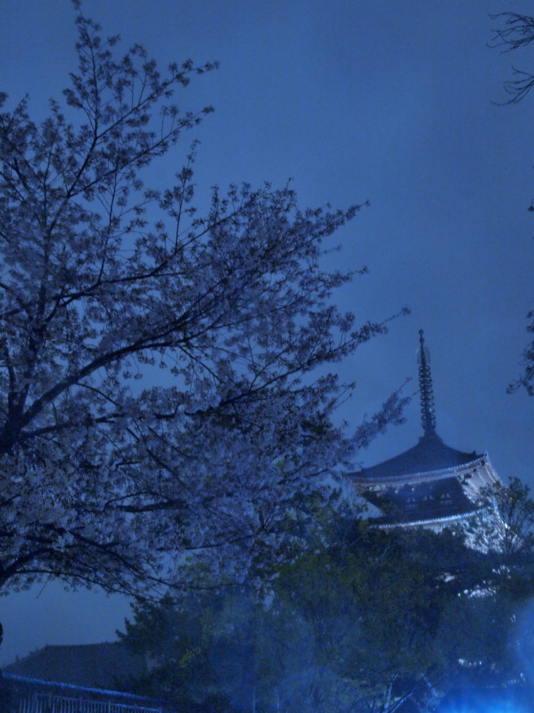 奈良　nara 三五夜　桜　さくら　花見　夜桜　茶道　茶の湯　野点　野立て　抹茶　春　　JR奈良駅　徒歩　2分　三網田　茶道教室　表千家　興福寺　五重塔　夜景　奈良夜景　五十二段　名所旧跡