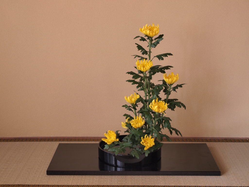 奈良　nara 三五夜　茶道　煎茶道　煎茶　煎茶教室　お稽古　習い事　茶の湯　表千家　黄檗山萬福寺　掛け軸　床の間　お茶　煎茶　中国茶　烏龍茶　ウーロン茶　鳳凰単叢　彩鳳舞丹霄　一刀彫　萬歳楽　舞楽　奈良一刀彫　床の間　JR奈良　徒歩　2分　三網田　隠れ家
生け花　いけばな　菊　一種生け