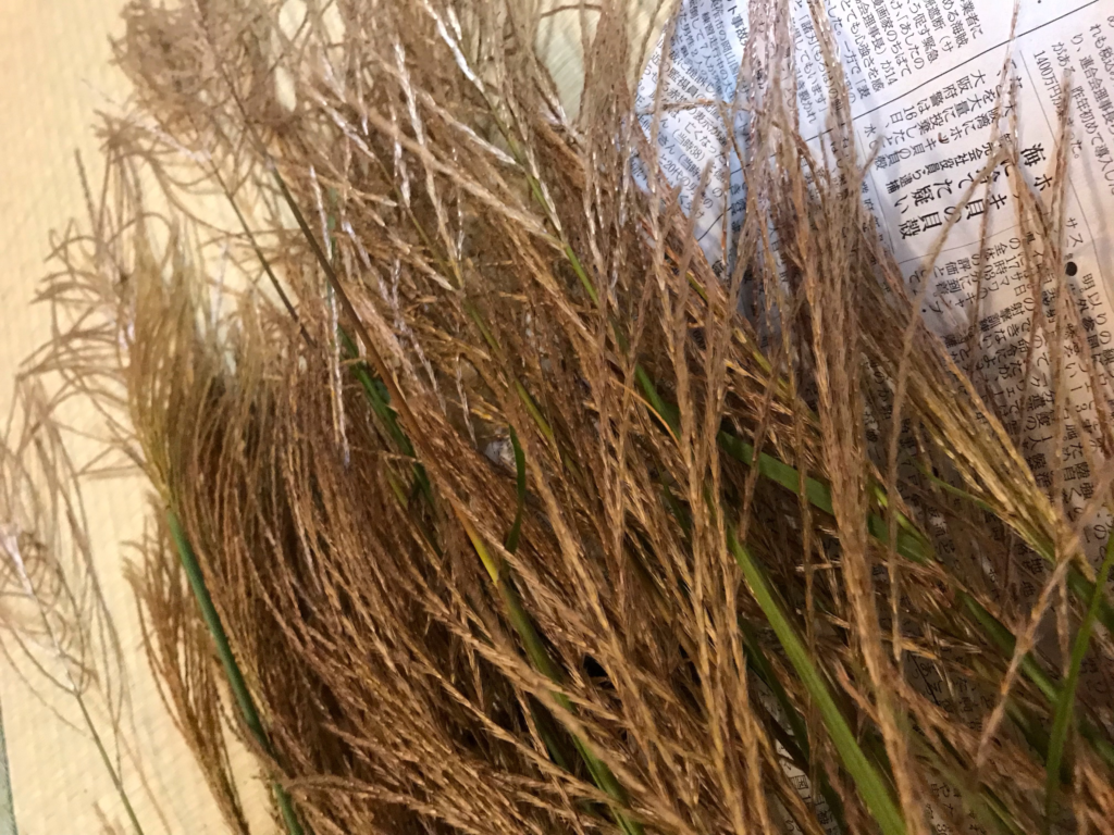 奈良　nara 茶道　茶の湯　煎茶道　煎茶　茶道教室　華道教室　お稽古　習い事　源氏香　紫式部　月釜　茶会　茶席　香席　聞香　香　香木　香道　七事式　且座　濃茶　続き薄　ススキ　オバナ　秋　七草　隠れ家　茶道具　JR奈良駅　徒歩　2分　三網田　茶室　にじり口　古民家　茶　抹茶　tea 三五夜　白楽天　白居居　伽羅　真南蛮　五味六国　如心斎　表千家　家元好み　聞香炉　香道具　ススキ　芒