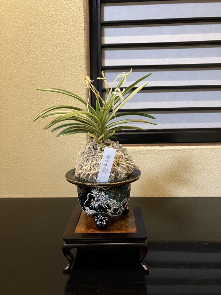 奈良 なら nara 三五夜 三五屋 さんごや sangoya 隠れ家 サロン 茶の湯 茶道 煎茶道 煎茶道体験 煎茶道教室 教室 和の稽古 お稽古 習い事 茶会 月釜 濃茶 各服点て 薄茶 上生菓子 干菓子 和菓子 ほっこり のんびり 奈良の秘密スポット JR奈良 奈良駅 旧奈良駅駅舎 駅前 駅近 徒歩2分 徒歩圏内 古民家 古民家リノベーション 改装 和室 大正レトロ レトロモダン 料亭 茶室 にじり口 小間 広間 座敷 茶事 表千家茶道 表千家茶道教室 古典 奈良市三条町 伝統 茶道具 アフターコロナ 感染予防対策 ワクチン接種済 ワクチン接種証明 香会 雅楽 日本舞踊 個別レッスン 初心者歓迎 更紗 白洲正子 白洲次郎 水晶 古橋尚 長江惣吉 曜変天目 国宝 古筆 古陶磁 陶芸家 加藤春鼎 石 古美術収集家 古美術愛好家 名古屋 手紙 白洲正子によせて 鶴屋八幡 曙会 特別茶会 白洲次郎 古瓦 寺院 仏教美術 古田織部 へうげもの 掛軸 古筆 古書 茶花 花器 香合 即中斎 加藤春鼎 水指 雲鶴 丸久小山園 又玄 濃茶 薄茶 寒氷 擦り琥珀 すりこはく きよめ餅 松栄堂 仏像 瀬戸焼 展覧会 消息 なんでも鑑定団 増田孝 茶道具 直筆原稿 小林秀雄 松明 東大寺 炉縁 遠州七窯 カラスウリ キク いけばな 紅葉 青柳恵介 水晶の消息 余韻を聞く 志野 古志野 古織部 古陶 美濃焼 桃山陶 瀬戸焼 昭和美術館 植木鉢 尾張鉢 尾張鉢ってなぁに 作品展 展示販売 献上品 萬々堂通則 風蘭 蘭 富士錦 山里棚 古備前 水指 風炉先 南都七大寺 法華寺 平城宮跡 刀自 アレックスカー 書家 東洋美術 芸術新潮 対談 亀岡 アレックス・カー Alex Kerr ちいおり 篪庵