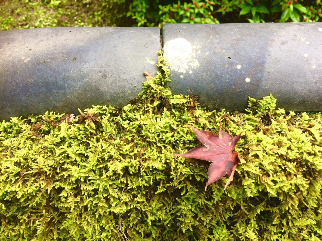 奈良 なら nara 三五夜 三五屋 さんごや sangoya 隠れ家 サロン 茶の湯 茶道 煎茶道 煎茶道体験 煎茶道教室 教室 和の稽古 お稽古 習い事 茶会 月釜 濃茶 各服点て 薄茶 上生菓子 干菓子 和菓子 ほっこり のんびり 奈良の秘密スポット JR奈良 奈良駅 旧奈良駅駅舎 駅前 駅近 徒歩2分 徒歩圏内 古民家 古民家リノベーション 改装 和室 大正レトロ レトロモダン 料亭 茶室 にじり口 小間 広間 座敷 茶事 表千家茶道 表千家茶道教室 古典 奈良市三条町 伝統 茶道具 アフターコロナ 感染予防対策 ワクチン接種済 ワクチン接種証明 風炉 名残 神無月 奈良の秋 大和路 法隆寺 柿食えば 柿寿賀 棗濃茶 詫び寂び 侘茶 わび 中置 細水指 星野製茶園 猶有斎好み 星光の昔 九州 ホトトギズ 古寺巡礼 当麻寺 苔 苔 紅葉 モミジ