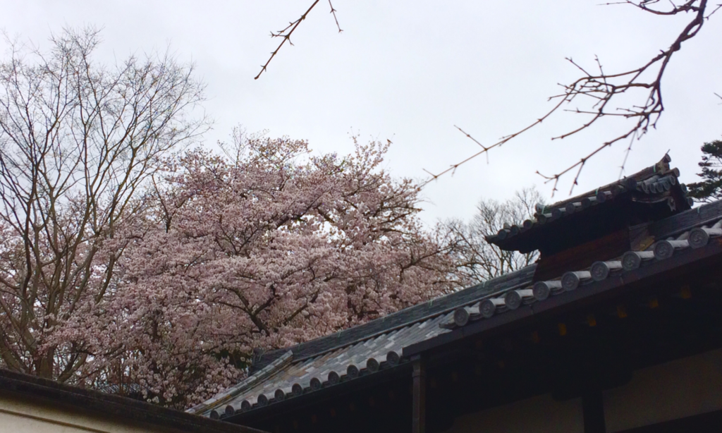 奈良　なら　nara 奈良県　奈良市　桜　花見　さくら　sakura　東大寺　桜　2020　令和二年　隠れ家　三五夜　三五屋　さんごや　茶室　茶会　月釜　古美術　骨董　茶道具　茶道具販売　買い取り　JR奈良駅　近鉄奈良駅　徒歩2分　徒歩圏内　三網田　濃茶　薄茶　続き薄　