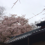 奈良　なら　nara 奈良県　奈良市　桜　花見　さくら　sakura　東大寺　桜　2020　令和二年　隠れ家　三五夜　三五屋　さんごや　茶室　茶会　月釜　古美術　骨董　茶道具　茶道具販売　買い取り　JR奈良駅　近鉄奈良駅　徒歩2分　徒歩圏内　三網田　濃茶　薄茶　続き薄　