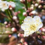 奈良　なら　nara　三五夜　三五屋　さんごや　sangoya　隠れ家　サロン　茶の湯　茶道　煎茶道　煎茶道体験　煎茶道教室　教室　和の稽古　お稽古　習い事　茶会　月釜　濃茶　各服点て　薄茶　上生菓子　干菓子　和菓子　ほっこり　のんびり　奈良の秘密スポット　JR奈良　奈良駅　旧奈良駅駅舎　駅前　駅近　徒歩2分　徒歩圏内　古民家　古民家リノベーション　改装　和室　大正レトロ　レトロモダン　料亭　茶室　にじり口　小間　広間　座敷　茶事　表千家茶道　表千家茶道教室　古典　奈良市三条町　伝統　茶道具　　アフターコロナ　感染予防対策　ワクチン接種済　ワクチン接種証明　炉　名残　師走　奈良の冬　濃茶　侘び寂び　侘茶　わび　奈良の旅　珠光茶会2022中止　　珠光茶会2022　如月　奈良観光　冬の奈良　　趣向　設え　少人数　個室　予約制　加茂自然農園　恭仁の昔　有機栽培抹茶　自然農法　有機抹茶　辻喜　宇治茶　内閣総理大臣賞　高級抹茶　アサヒ　　　