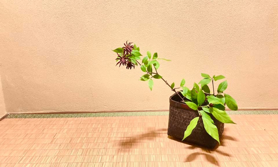 奈良　なら　nara 奈良市　骨董　骨董店　古美術　古美術店　茶道具　茶道具店　リサイクル　リサイクルショップ　三五屋　三五夜　さんごや　sangoya　茶道　茶の湯　茶会　　JR奈良　奈良駅　駅前　予約制　三条町　三条通り　古民家　完全予約制　和菓子　煎茶道　煎茶道教室　教室　お稽古　習い事　お茶　玉露　お点前　作法　伝統文化　所作　袱紗捌き　煎茶道具　涼炉　茶心壺　湯冷まし　煎茶盆　盆　茶合　仙媒　急須　宝瓶　床の間　クロバナロウバイ　竹籠　なげいれ　投げ入れ　淹茶　いけばな　華道教室　茶道教室