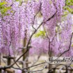 奈良　なら　nara　三五夜　三五屋　さんごや　sangoya　隠れ家　サロン　茶の湯　茶道　煎茶道　煎茶道体験　煎茶道教室　教室　和の稽古　お稽古　習い事　茶会　月釜　濃茶　各服点て　薄茶　上生菓子　干菓子　和菓子　ほっこり　のんびり　奈良の秘密スポット　JR奈良　奈良駅　旧奈良駅駅舎　駅前　駅近　徒歩2分　徒歩圏内　古民家　古民家リノベーション　改装　和室　大正レトロ　レトロモダン　料亭　茶室　にじり口　小間　広間　座敷　茶事　表千家茶道　表千家茶道教室　古典　奈良市三条町　伝統　茶道具　　アフターコロナ　感染予防対策　ワクチン接種済　ワクチン接種証明　炉　炉終い　奈良の春　濃茶　侘び寂び　侘茶　わび　奈良の旅　　　2022年　夘月　奈良観光　春の奈良　　趣向　設え　少人数　個室　予約制　宇治茶　高級抹茶　石賀直之　切り絵　切り絵作家　芸術　アーティスト　旅箪笥　透木釜　藤　フジ　藤の花　野点　奧山永見古　万葉創作画　万葉集　大伴四綱　藤波の花は盛りになりにけり　平城の京を思ほすや君　大宰府　大伴旅人　令和　写真家　奈良名所